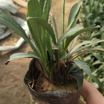 荷兰菊多年生多芽扦插