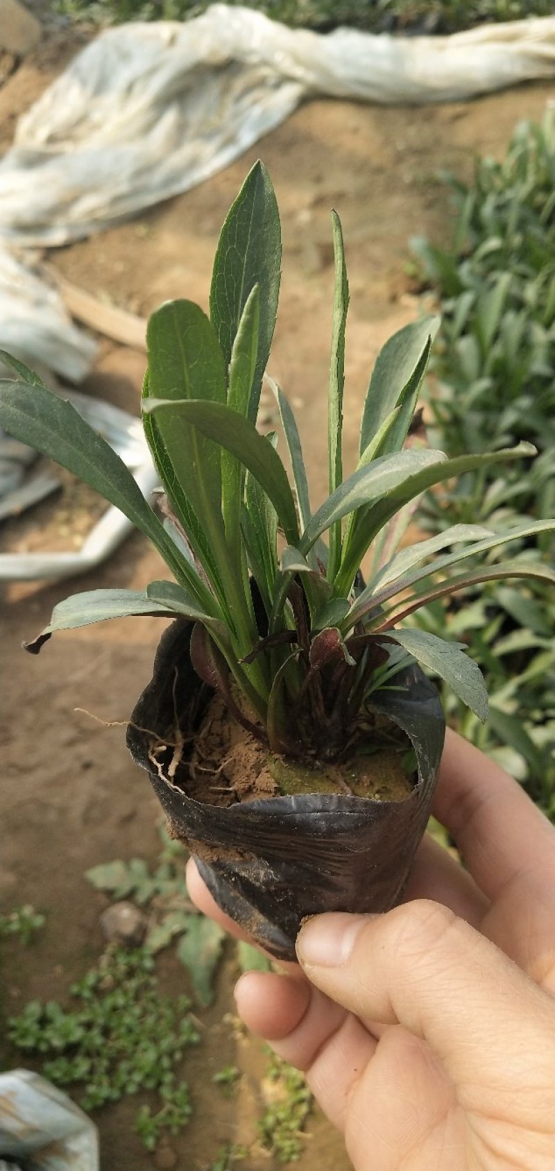 荷兰菊多年生多芽扦插