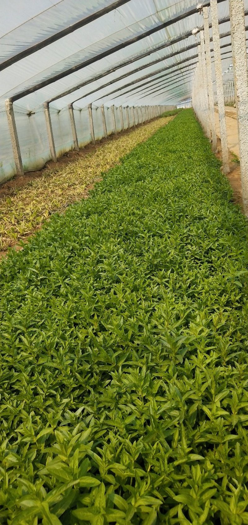 千屈菜