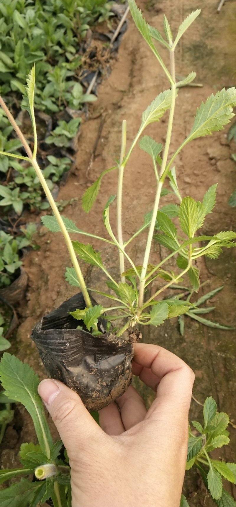 马鞭草