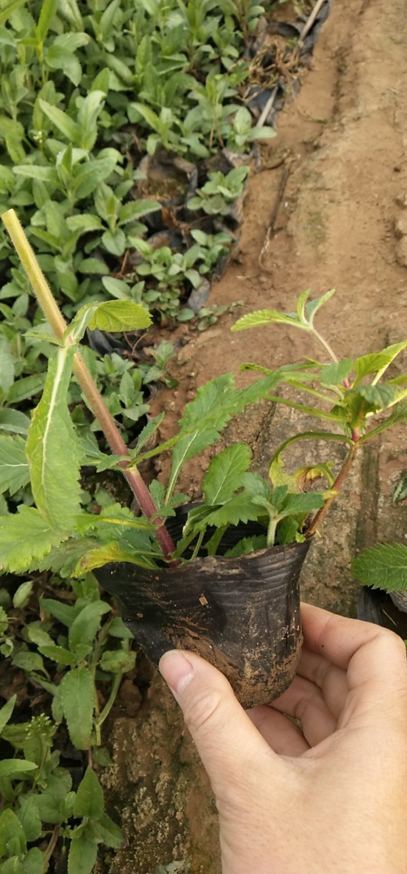 马鞭草