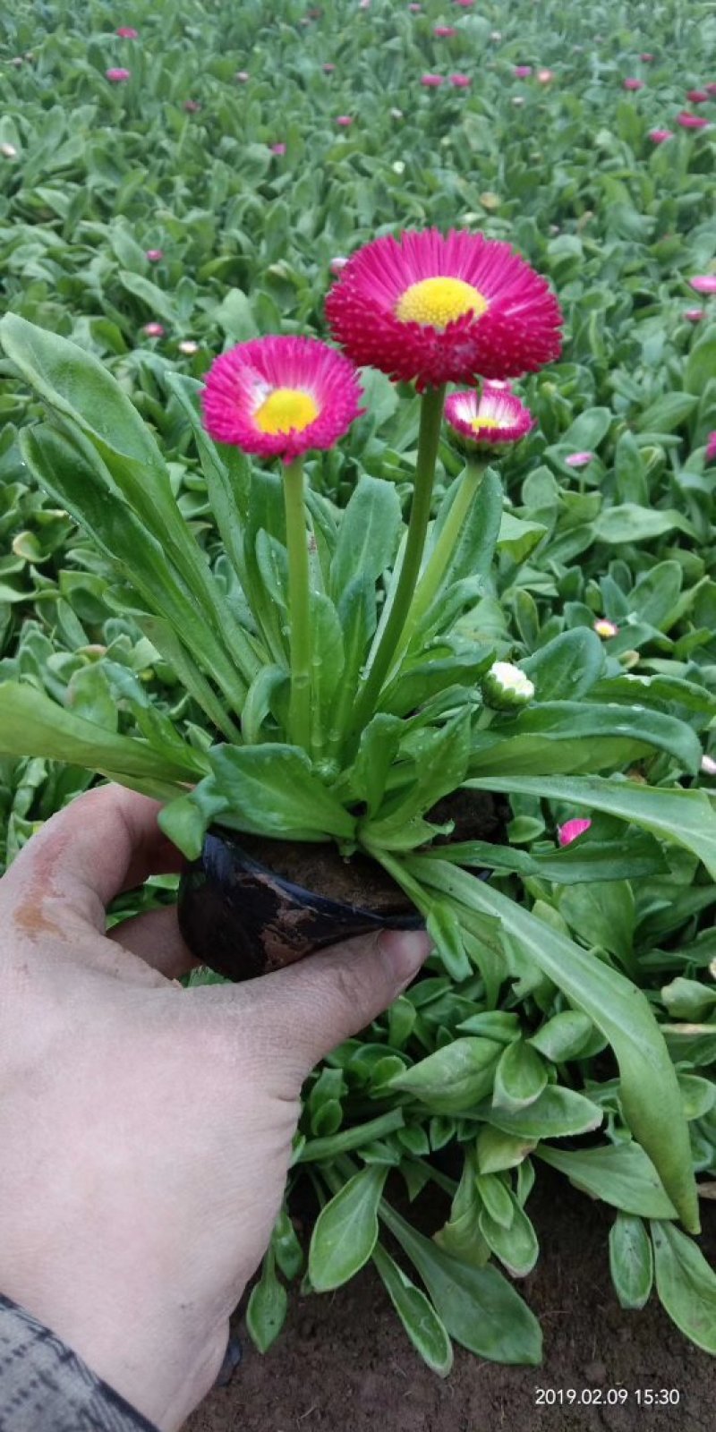 雏菊