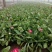 雏菊