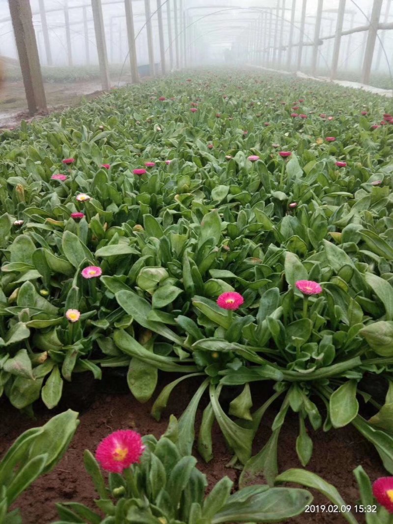雏菊