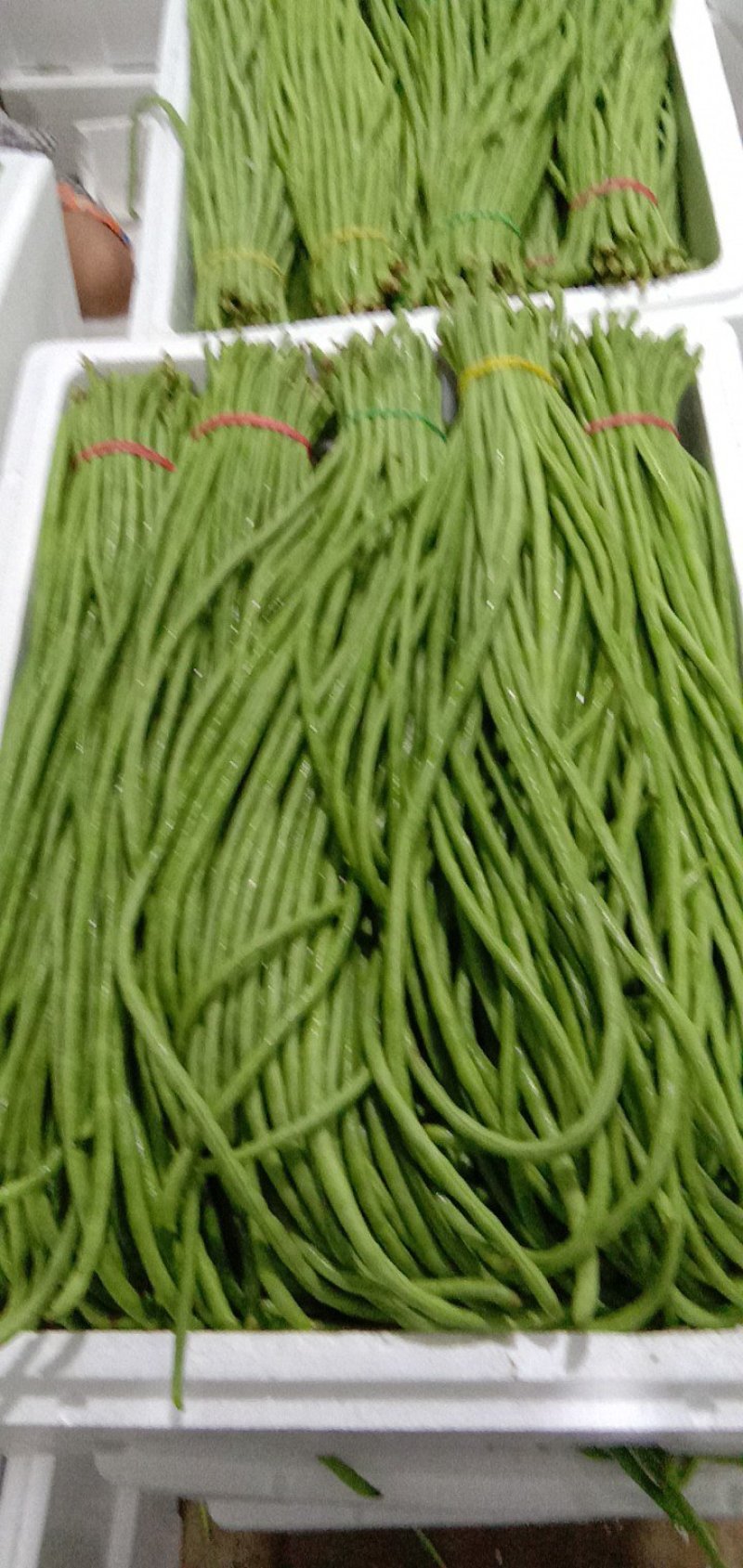 豇豆