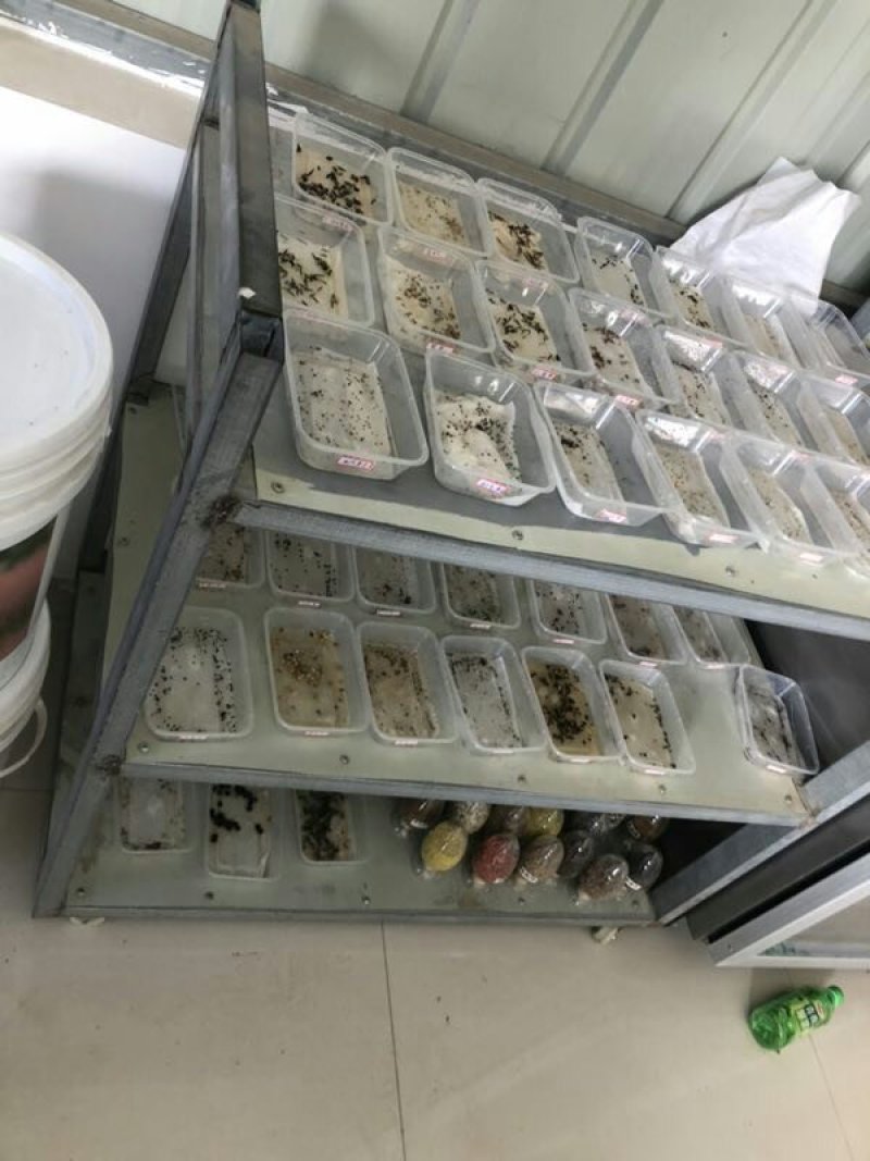 耐阴草坪种子哪里有卖