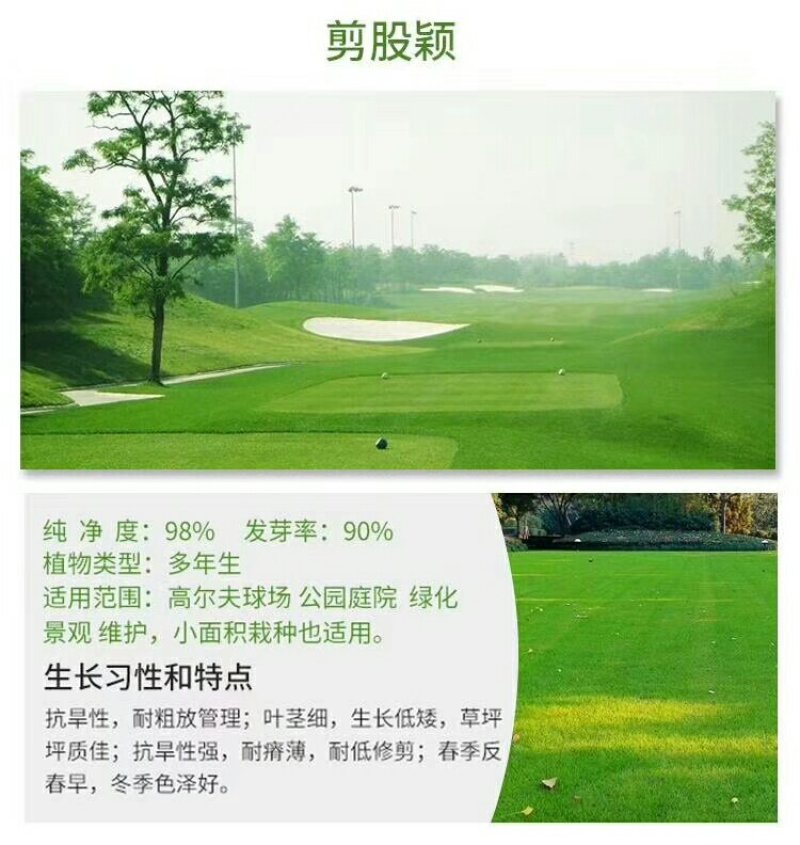 耐阴草坪种子哪里有卖