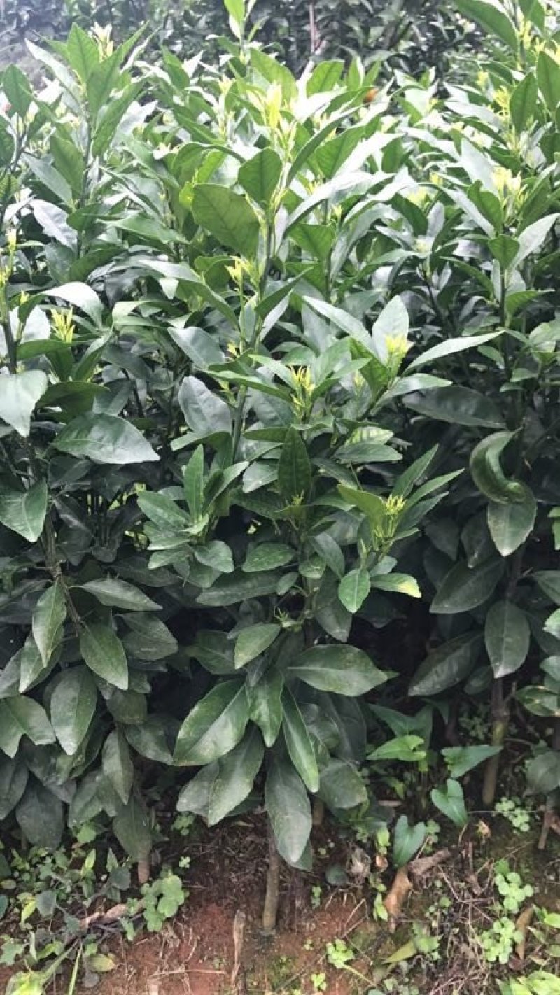 沃柑苗沃柑地苗香橙兜枳壳兜