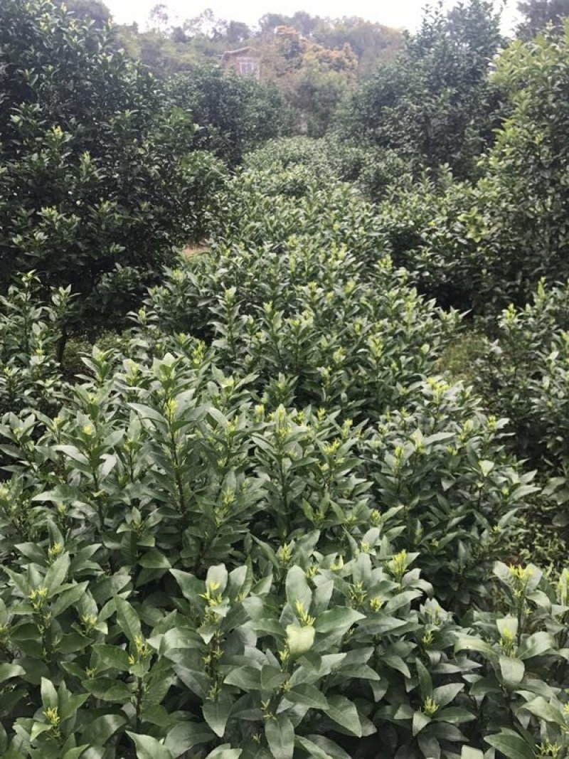 沃柑苗沃柑地苗香橙兜枳壳兜