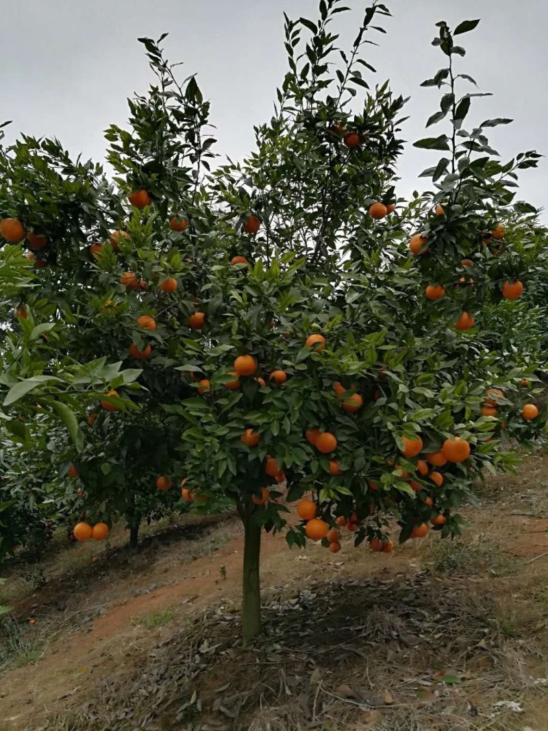 沃柑苗沃柑地苗香橙兜枳壳兜