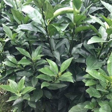 沃柑苗沃柑地苗香橙兜枳壳兜