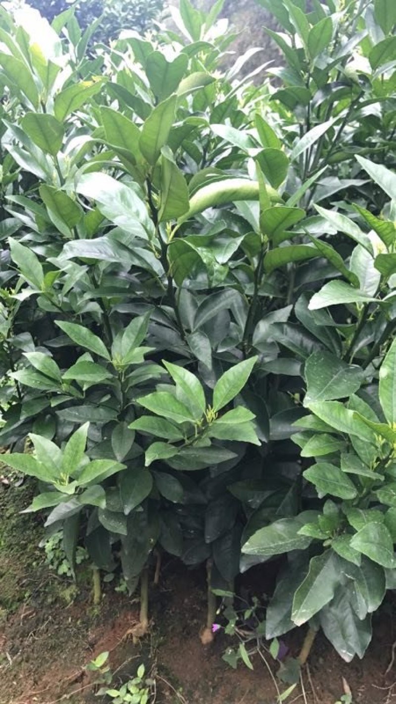 沃柑苗沃柑地苗香橙兜枳壳兜
