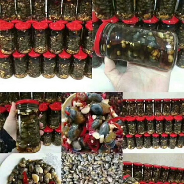 漳浦泥螺