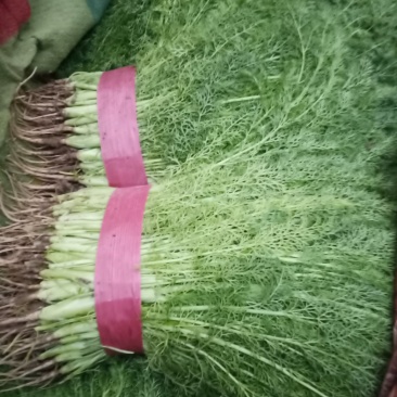 茴香苗，邯郸蔬菜基地各种蔬菜量大从优！！！！