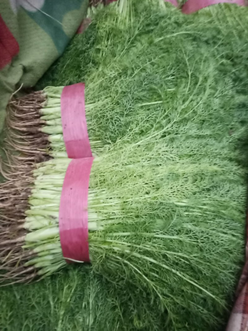茴香苗，邯郸蔬菜基地各种蔬菜量大从优！！！！