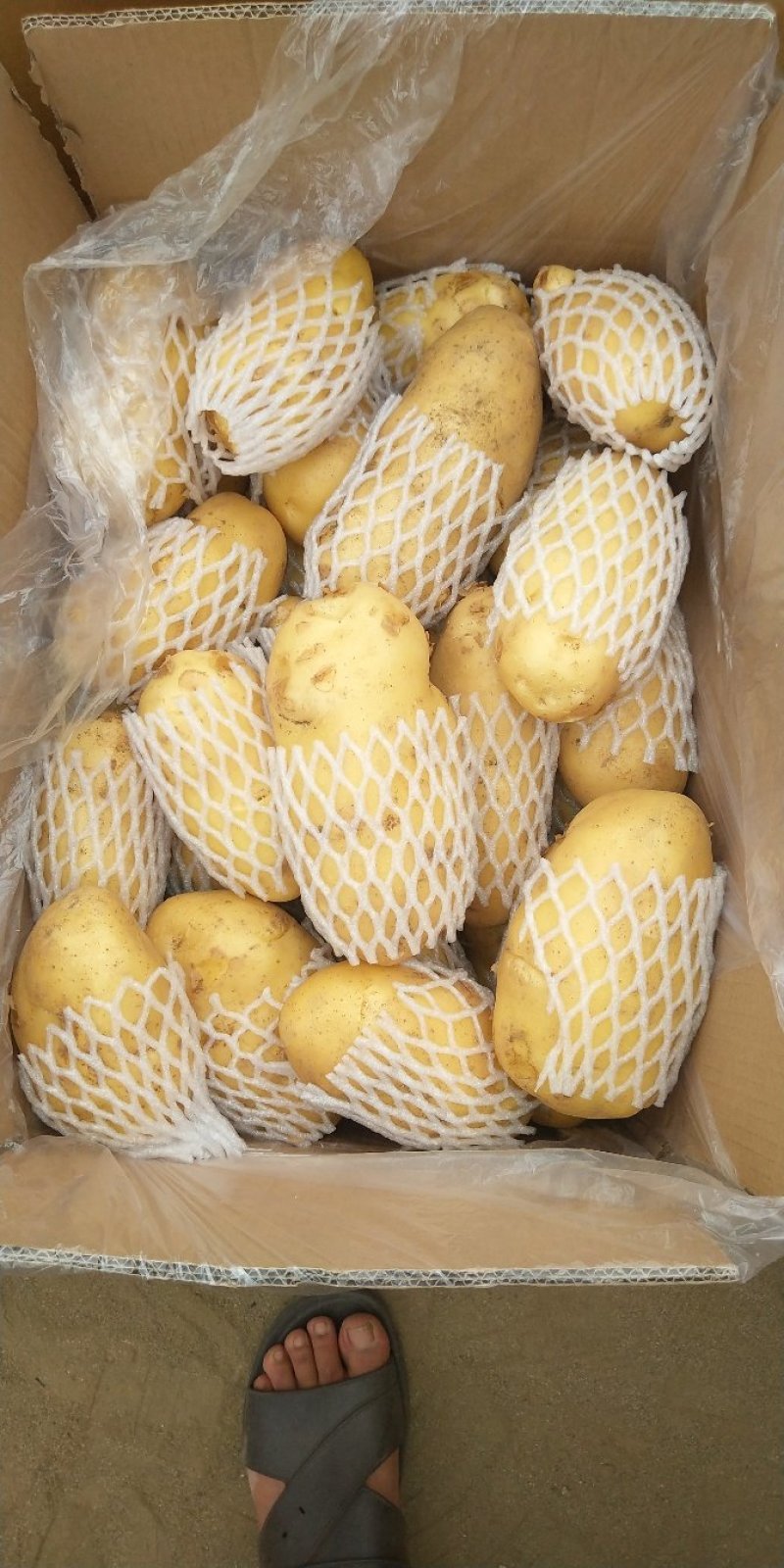山东希森，荷兰！沃土，内蒙V7，陕西榆林货，