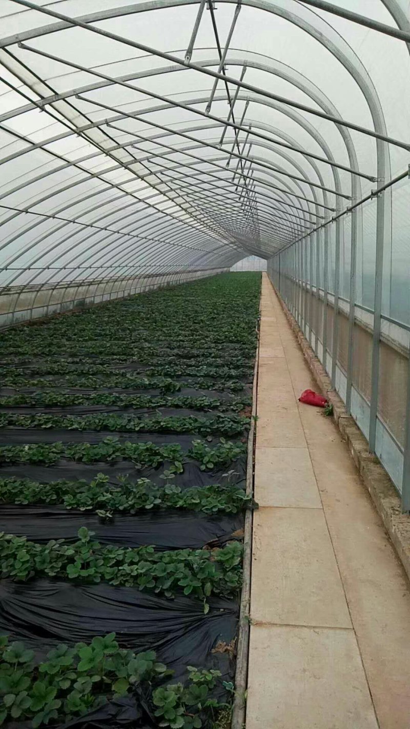 香菇大棚