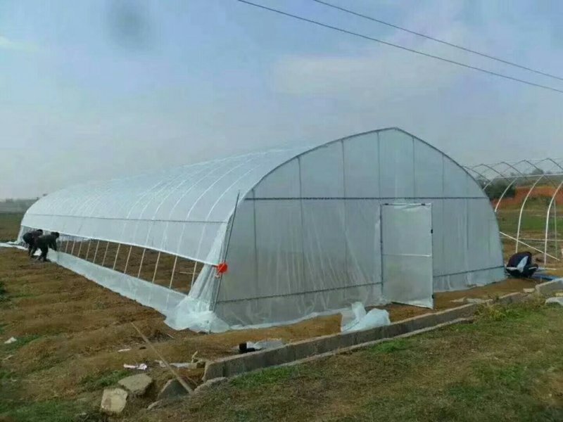 香菇大棚
