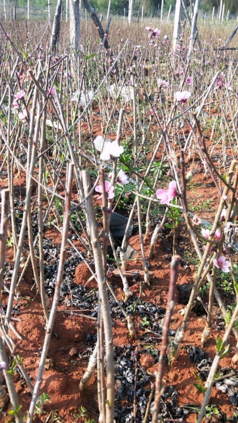 水蜜桃树苗70~90cm