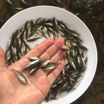 鲈鱼苗
