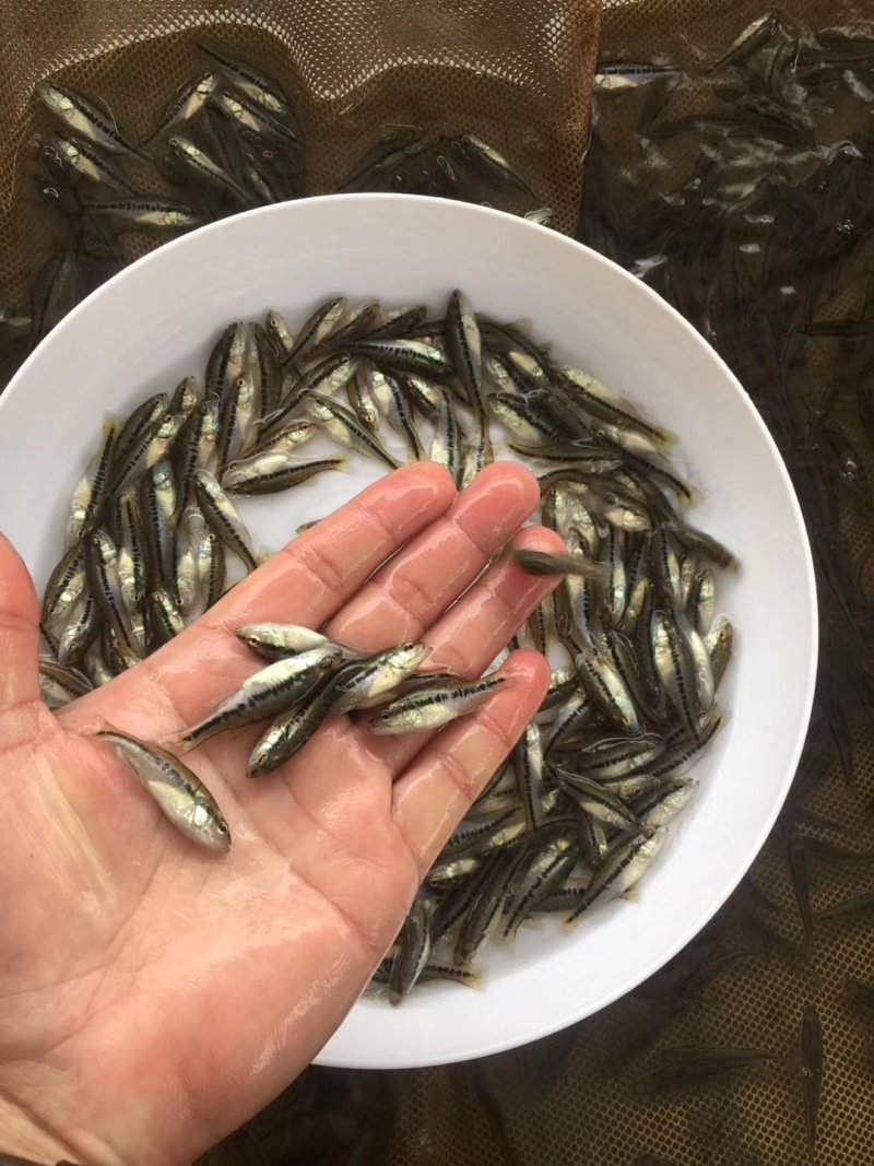 鲈鱼苗