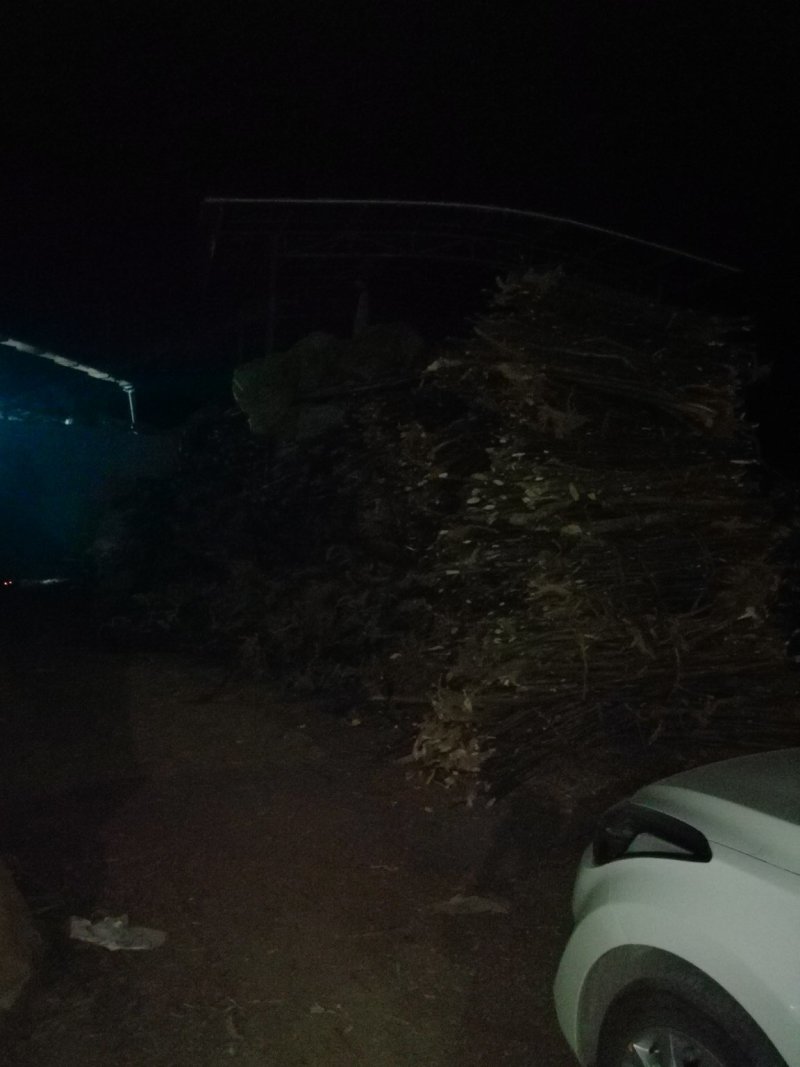 岗梅根，秤星木，鲜切，无硫