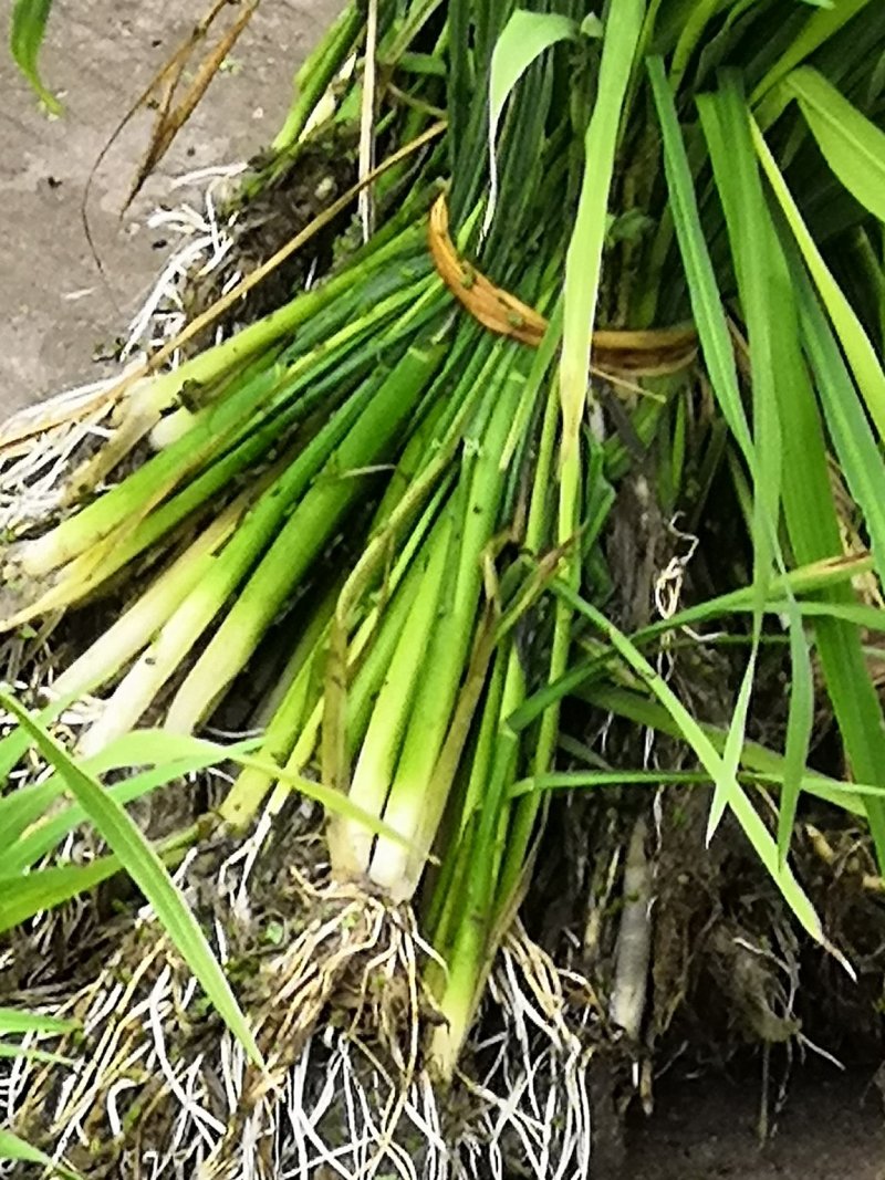 茭白种苗
