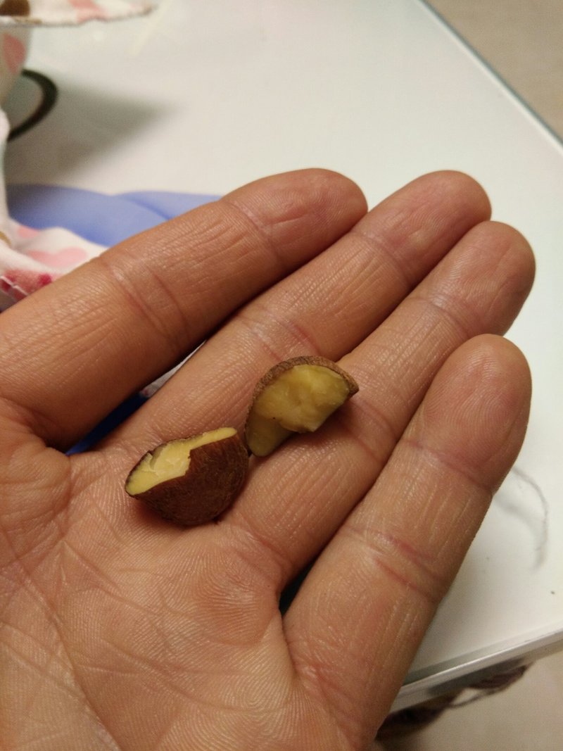 油茶籽
