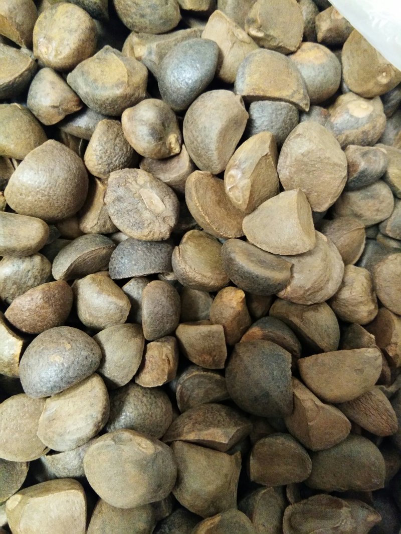 油茶籽