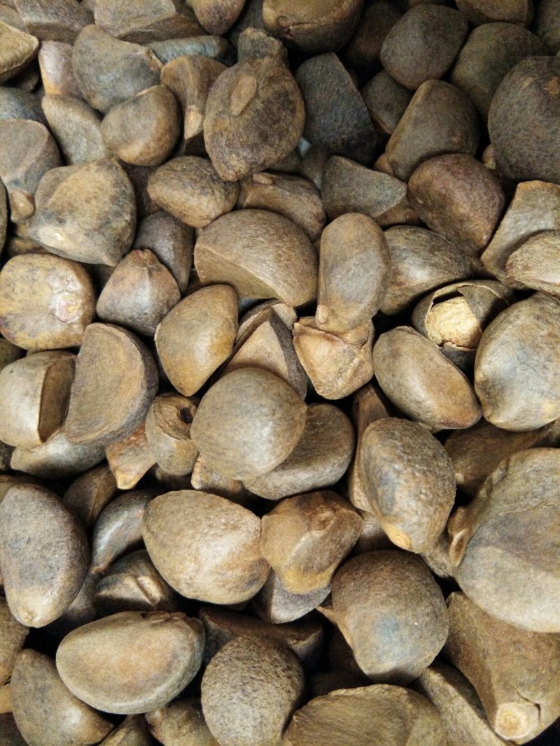 油茶籽