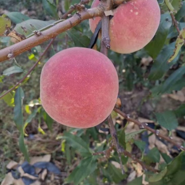 水蜜桃树苗70~90cm