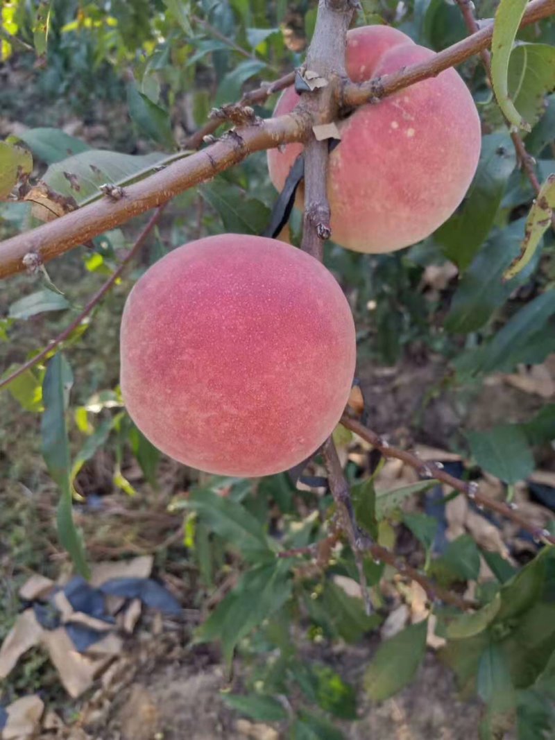 水蜜桃树苗70~90cm