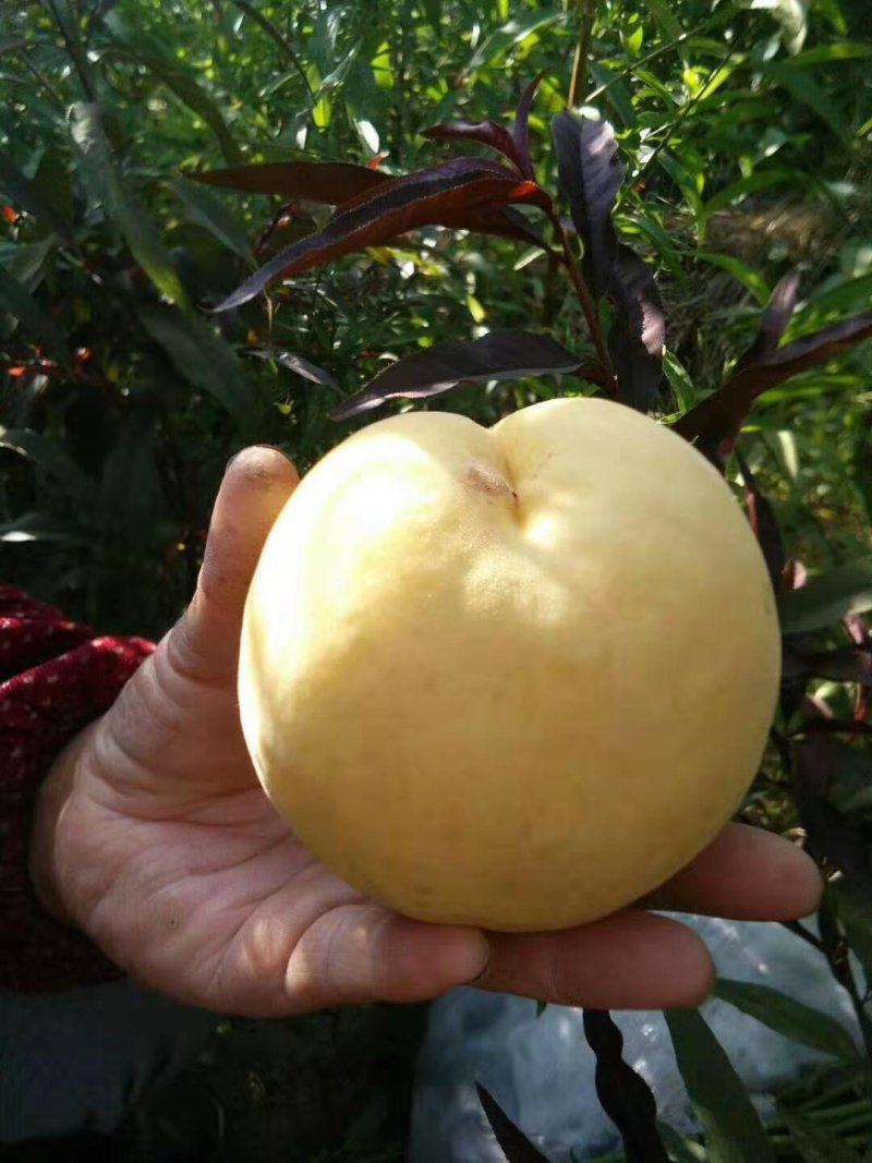 水蜜桃树苗70~90cm