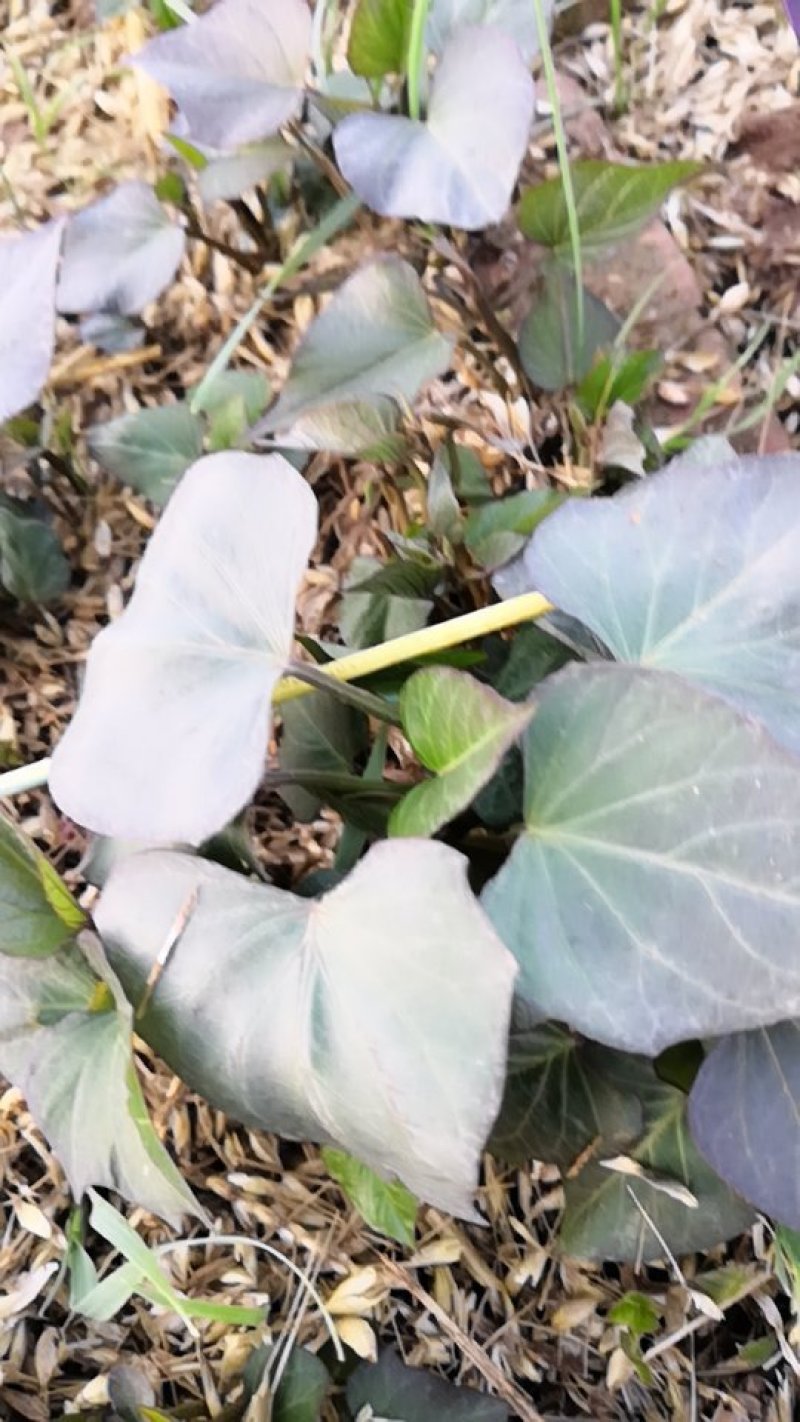 秦薯5号红薯苗15~25cm