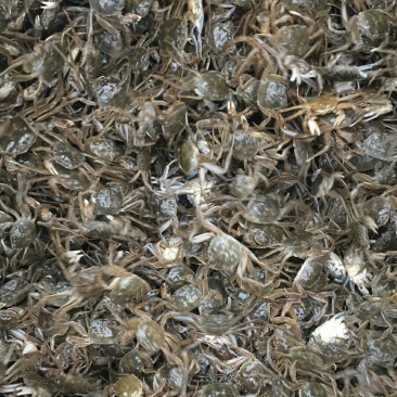 本人出售蟹苗，大籽苗，原塘苗，野生江苗，湖苗，龙虾苗，