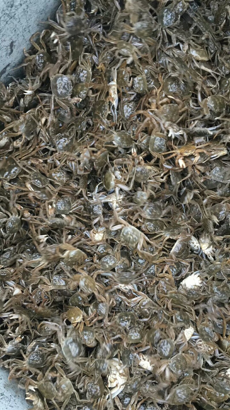 本人出售蟹苗，大籽苗，原塘苗，野生江苗，湖苗，龙虾苗，