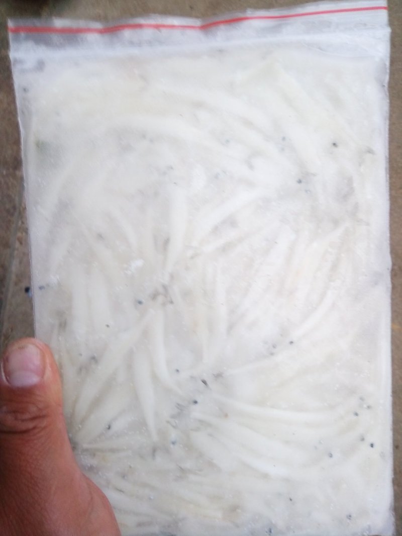 毛刀鱼，
