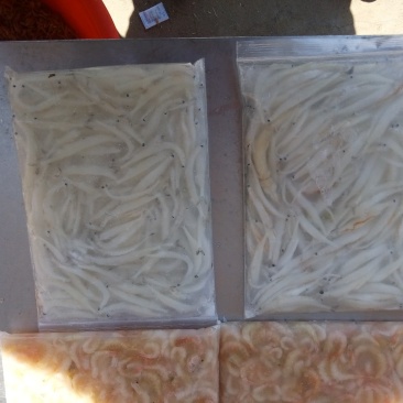 毛刀鱼，