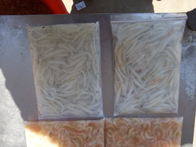 毛刀鱼，