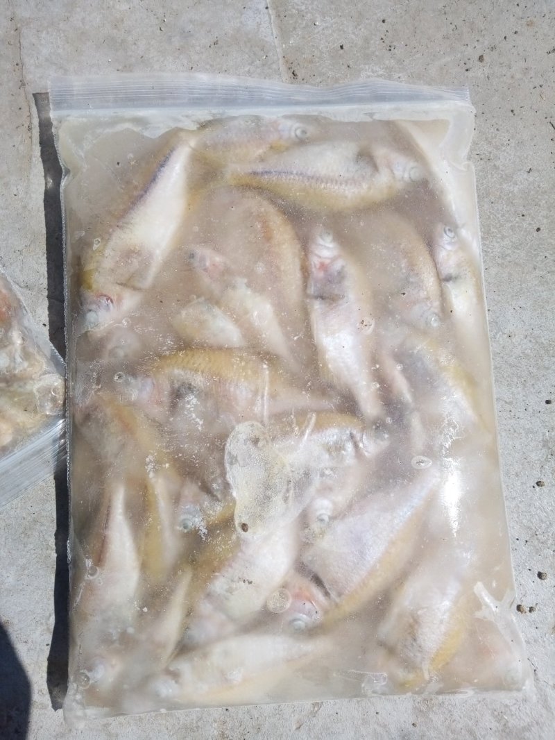 毛刀鱼，