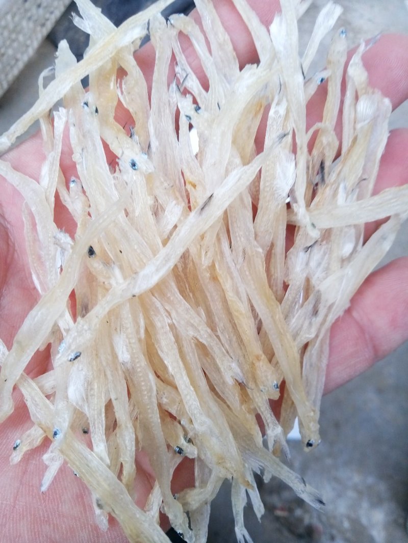 毛刀鱼，