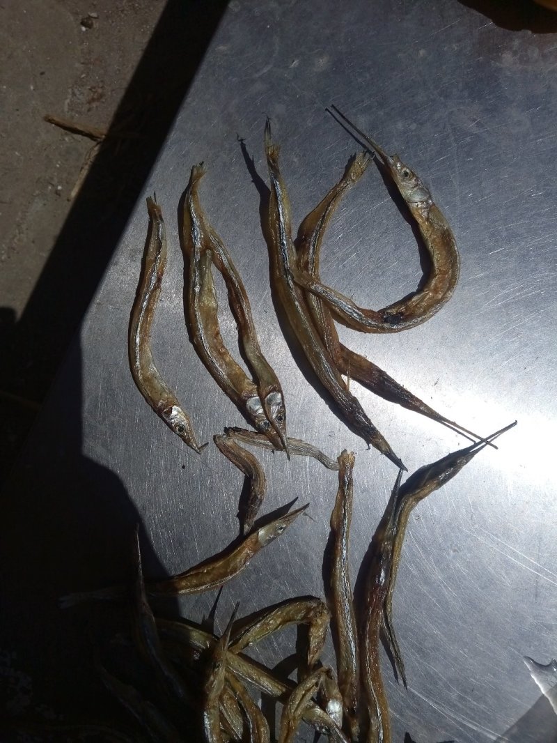 毛刀鱼，