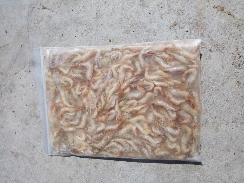 毛刀鱼，