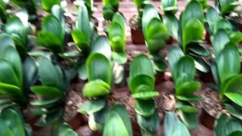 鞍山君子兰小苗一片叶，叶片饱满，纹理清晰，裸根销售，常年