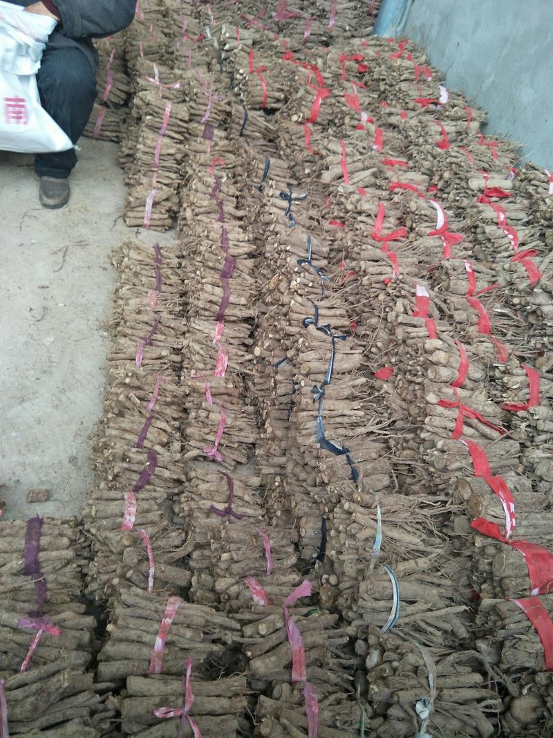 泡桐根，桐树根，新品种9501，泡桐种根，四倍体桐根