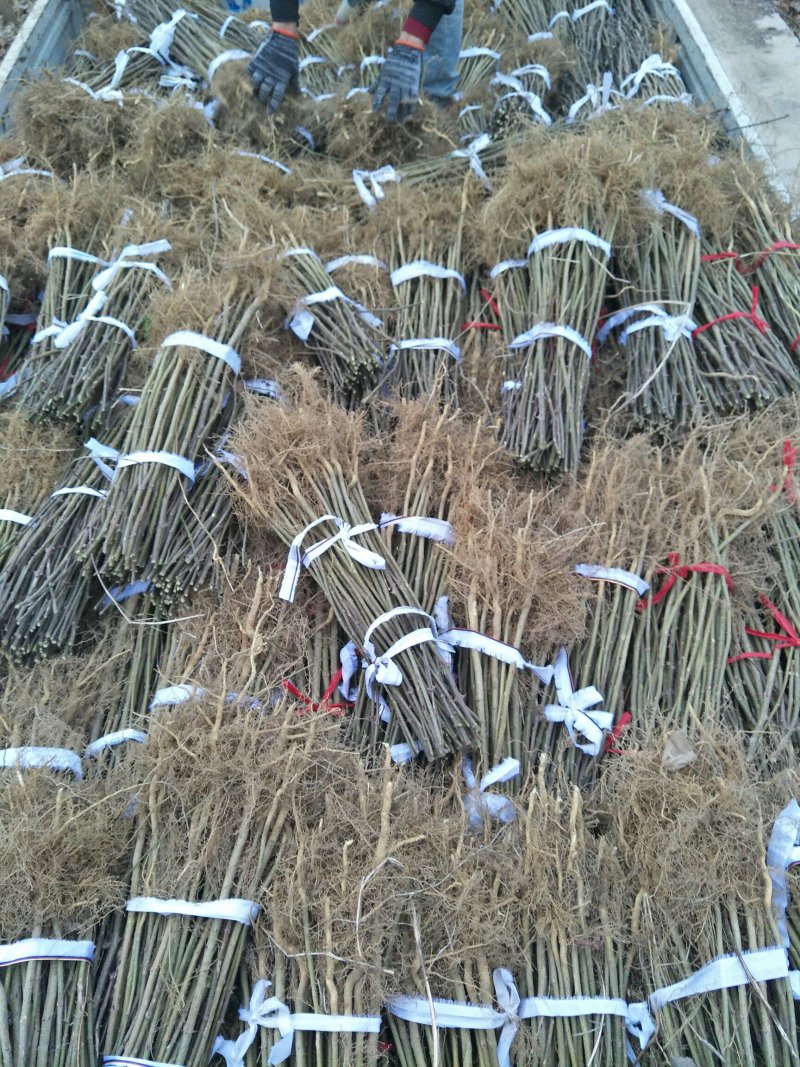 花椒苗，大红袍，狮子头，七叶青花椒0.5~2年