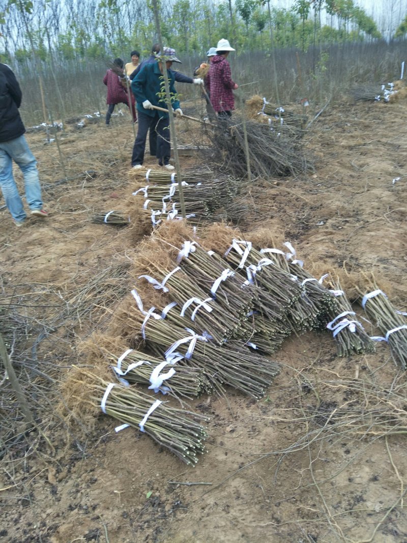 🔥大红袍花椒苗🔥量大从优产地直销！