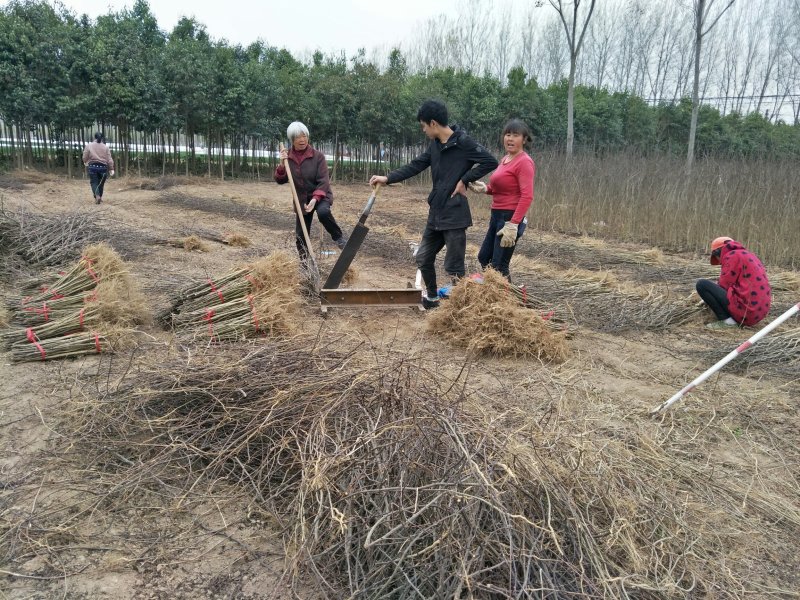 🔥大红袍花椒苗🔥量大从优产地直销！