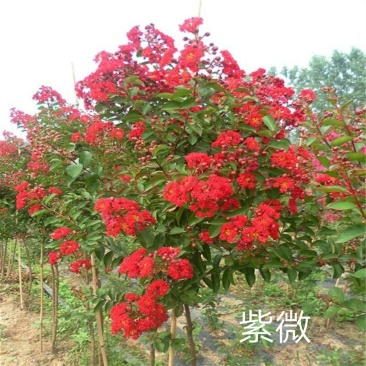 红火箭紫微一湖南湘乡市