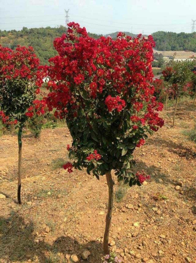 红火箭紫微一湖南湘乡市